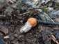 Vörös érdestinóru (Leccinum albostipitatum), Budai-hegység